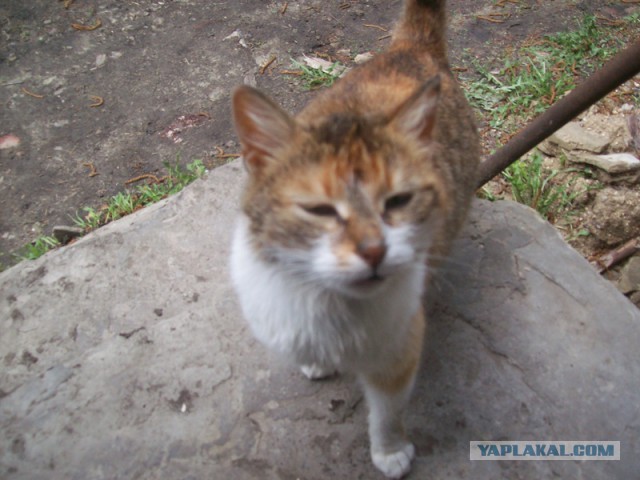 Котовторник 6.05.2014