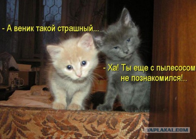 Котят "тащит по музону