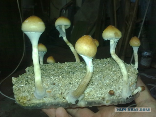 Мой Грибной ЯП