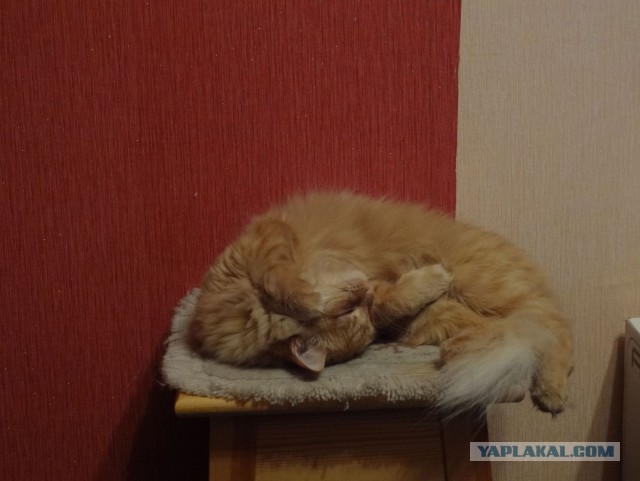 Котовторник 28.10.2014
