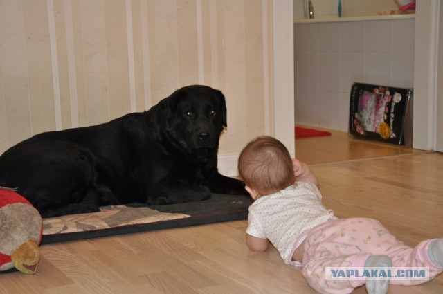 Собакочетверг.