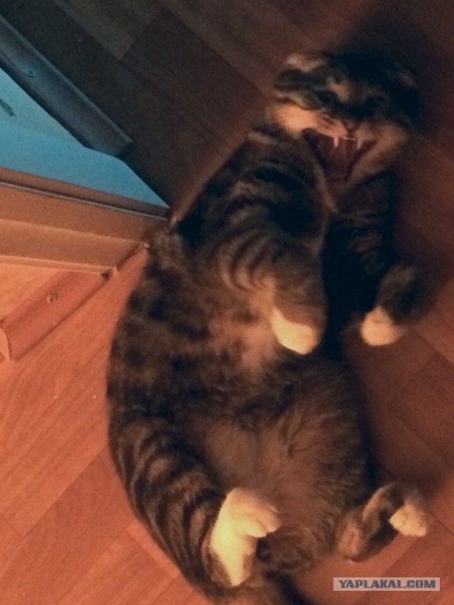 Котовторнику посвящается.