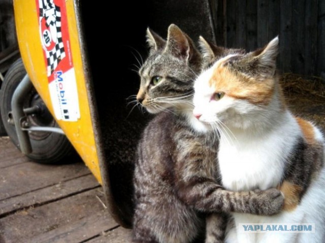 Котовторник   02.06.2015