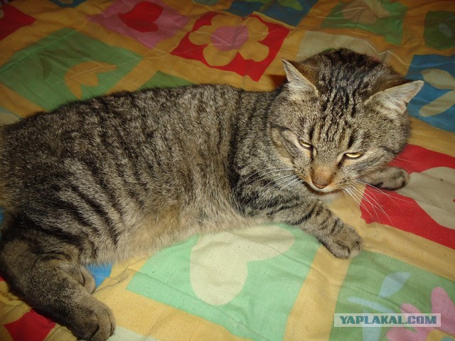 Котовторник