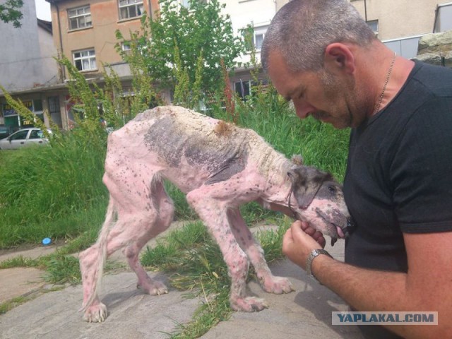 Вторая жизнь полуживой бродячей собаки