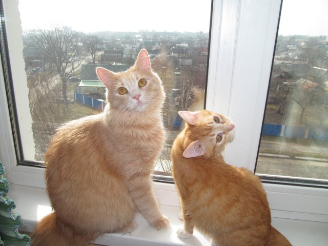 Котовторник 15.03