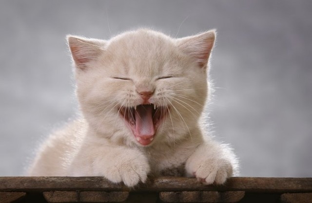 Коты, кошки, котята