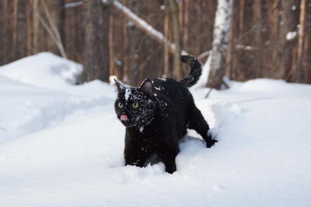 Домашние коты на природе