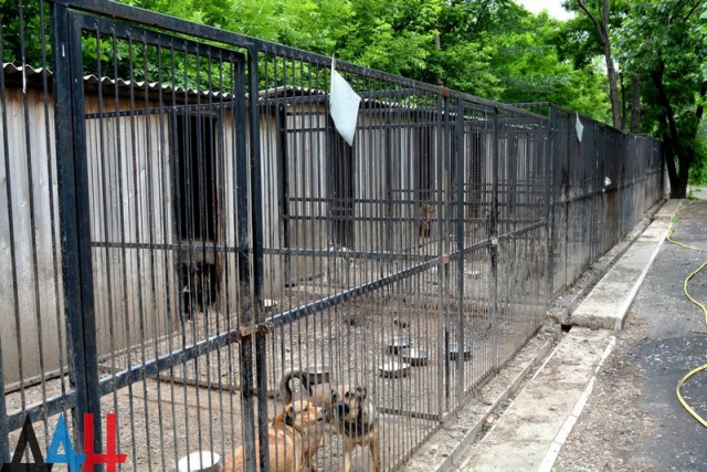 Собаки и кошки в зоне военного конфликта. Донецкий приют спас сотни животных