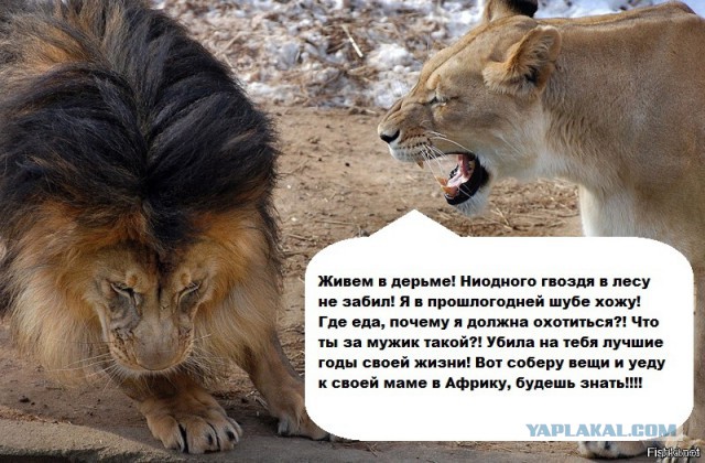 Унегожеребёнок. Подкаблучникам посвящается