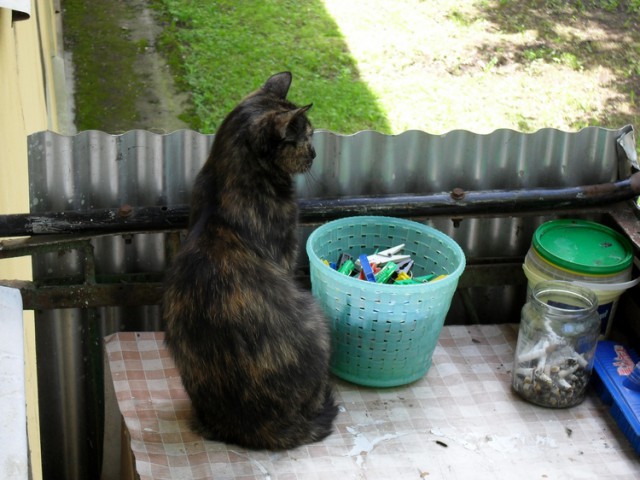 Котовторник 13.09.2016