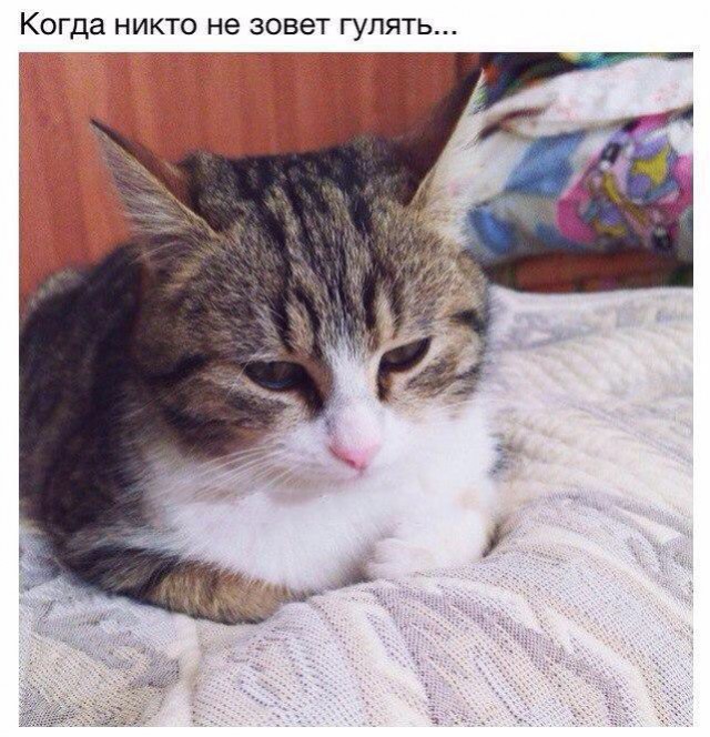 Коты из сети