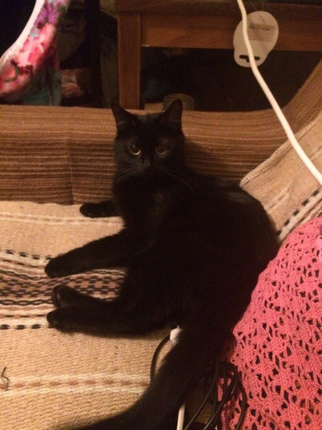 Коты и Кошки