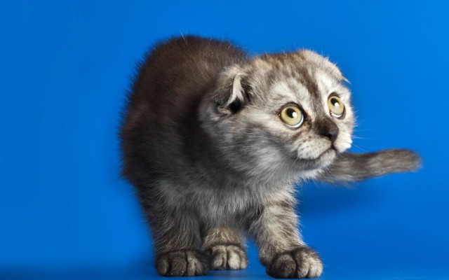 Коты и Кошки