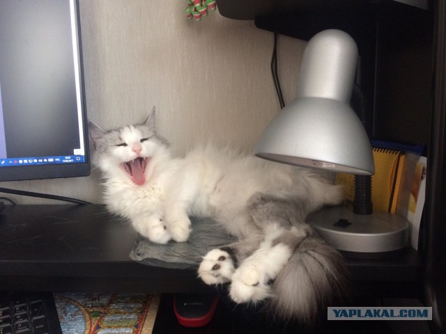 Котовторник  10.10.2017