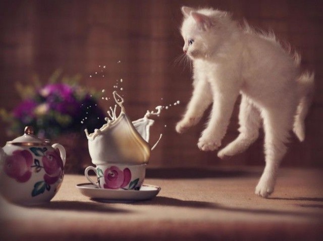 Коты и Кошки