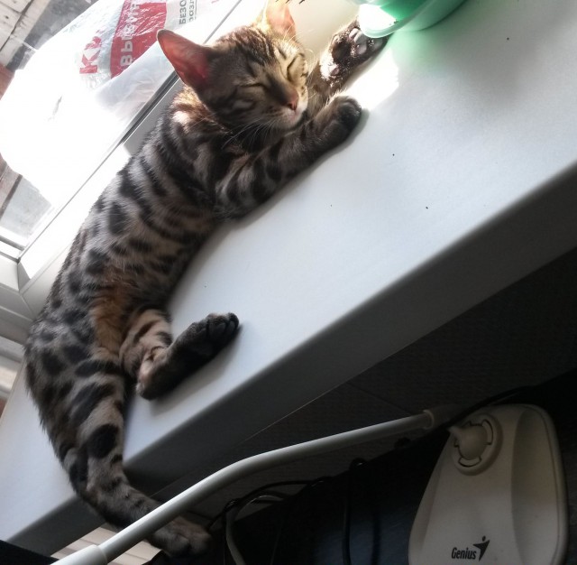 Котовторник