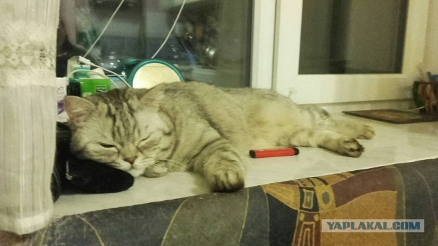 Котовторник 28.11.2017