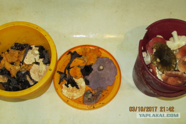 А у нас начало грибного сезона