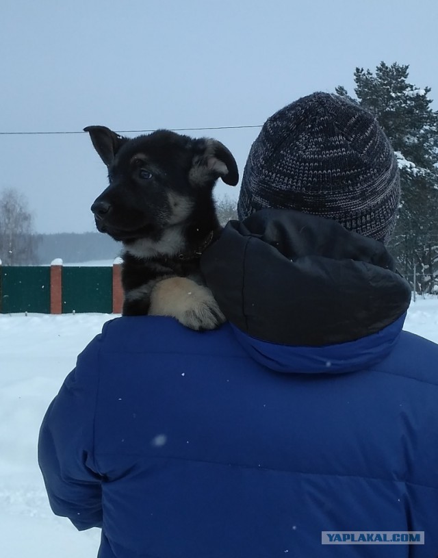 Щенки ВЕО (РКФ)