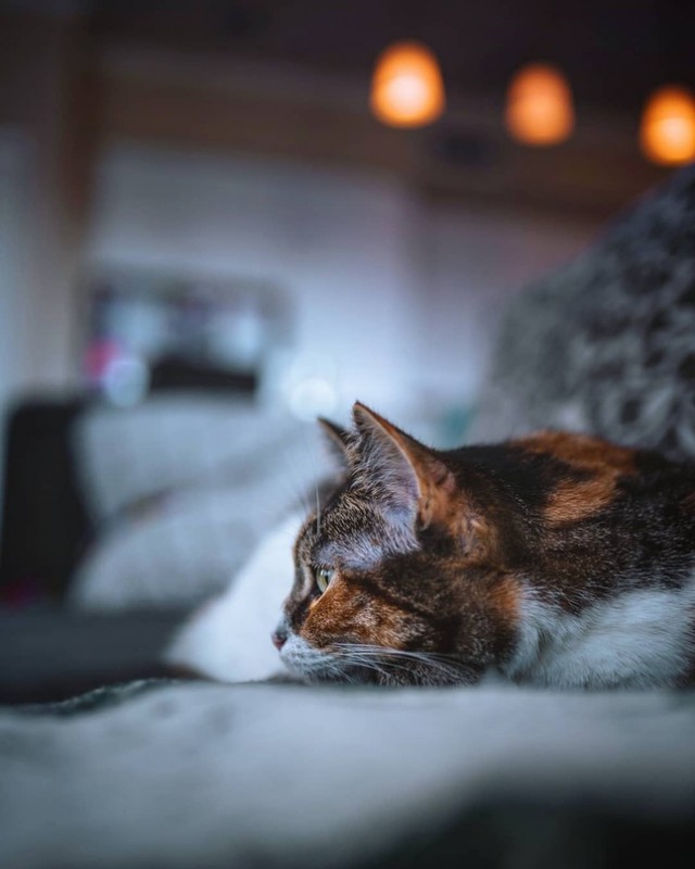 Немного милоты