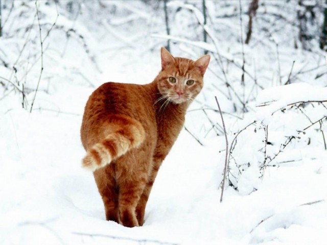 Рыжий котовторник на ЯПлакал!, Смотрим  и добавляем!