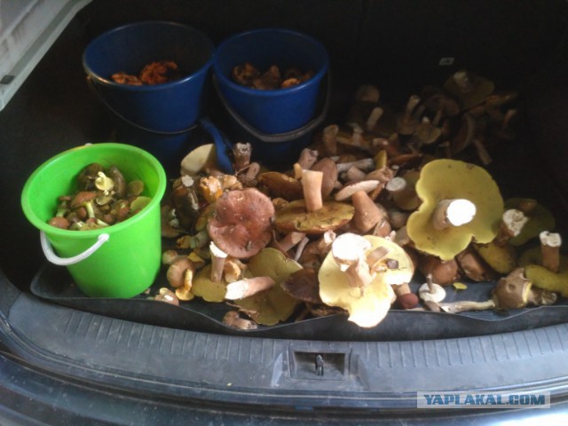 Алкоголизма пост...