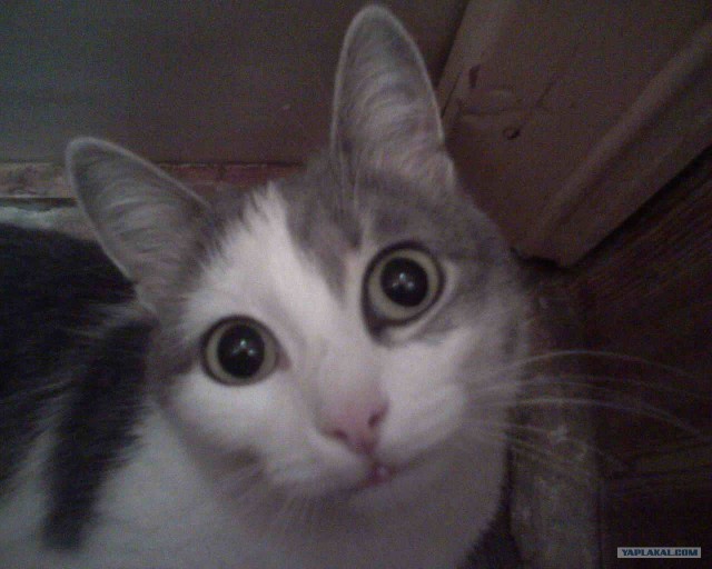 Котовторник на 03.02.2009