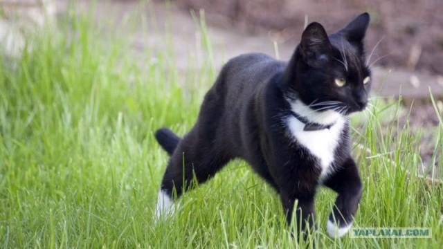 Последний Котовторник... октября :)