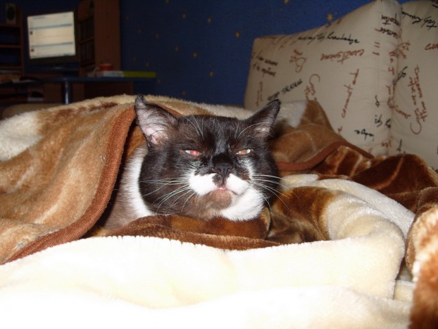 Котовторник с Кузей