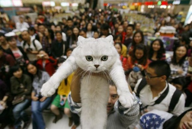 Котовторник!