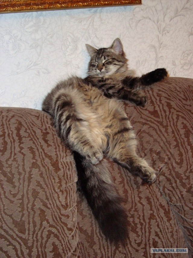 Котовторник (07.02.2012)