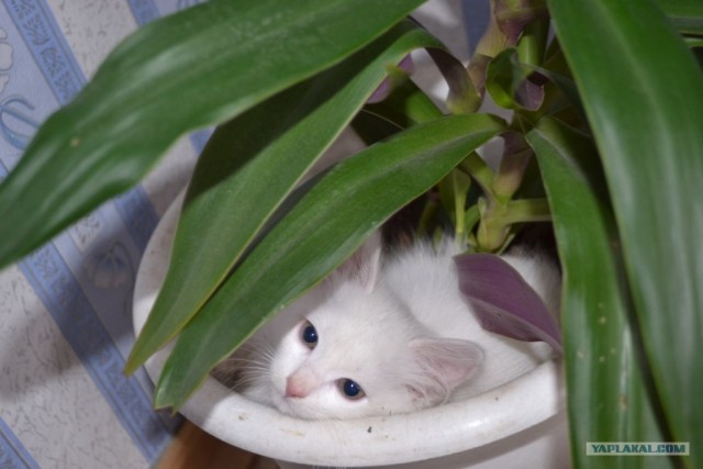 Котовторник (15.05.2012)