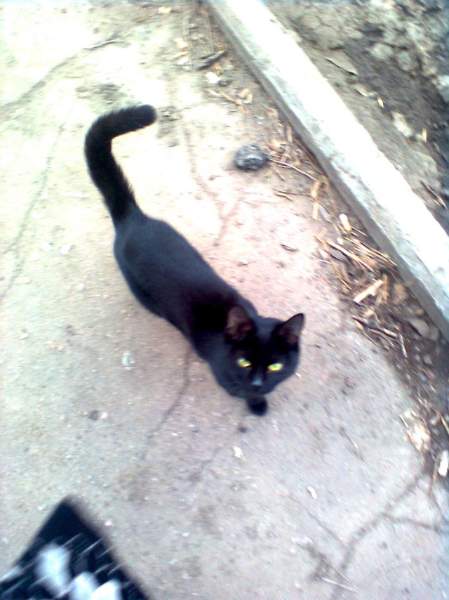 Котовторник  19.06.2012