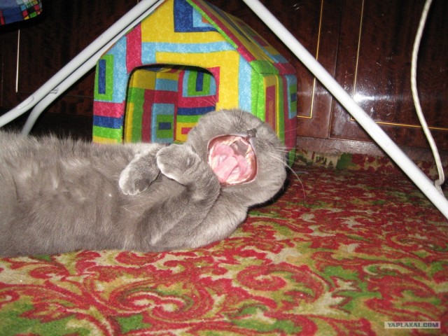 Котовторник ( 23.10. 2012. )