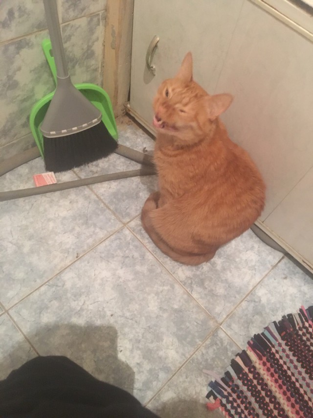Забавные фото котеек
