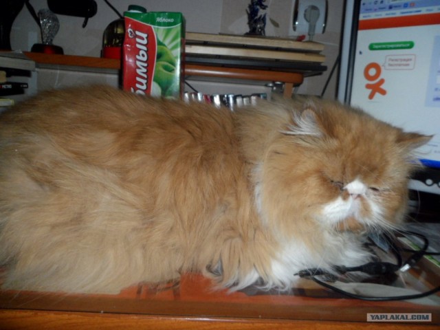 Котовторник 29.01.2013