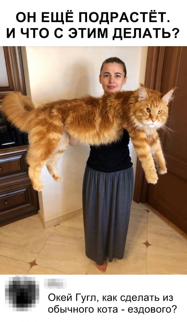 Забавные фото котеек