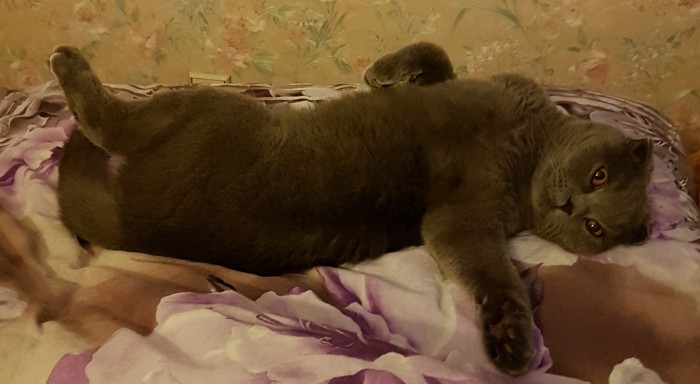 Картинки с котами и про котов