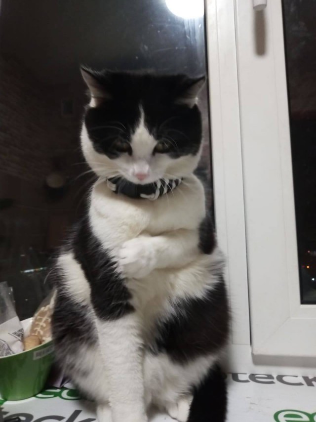 Котовторник однако