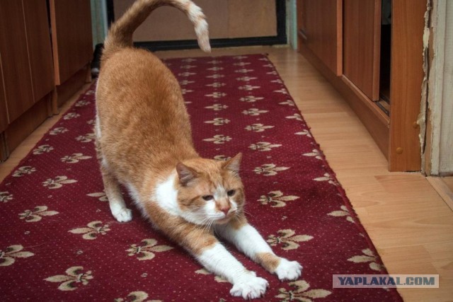 Взять кота  из приюта