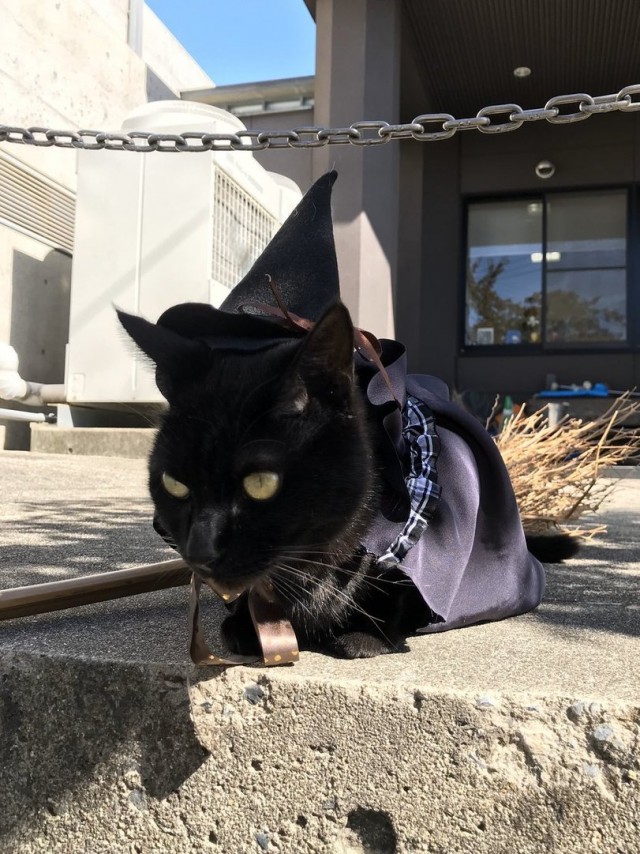 Котэ, Котэ и еще раз Котэ.