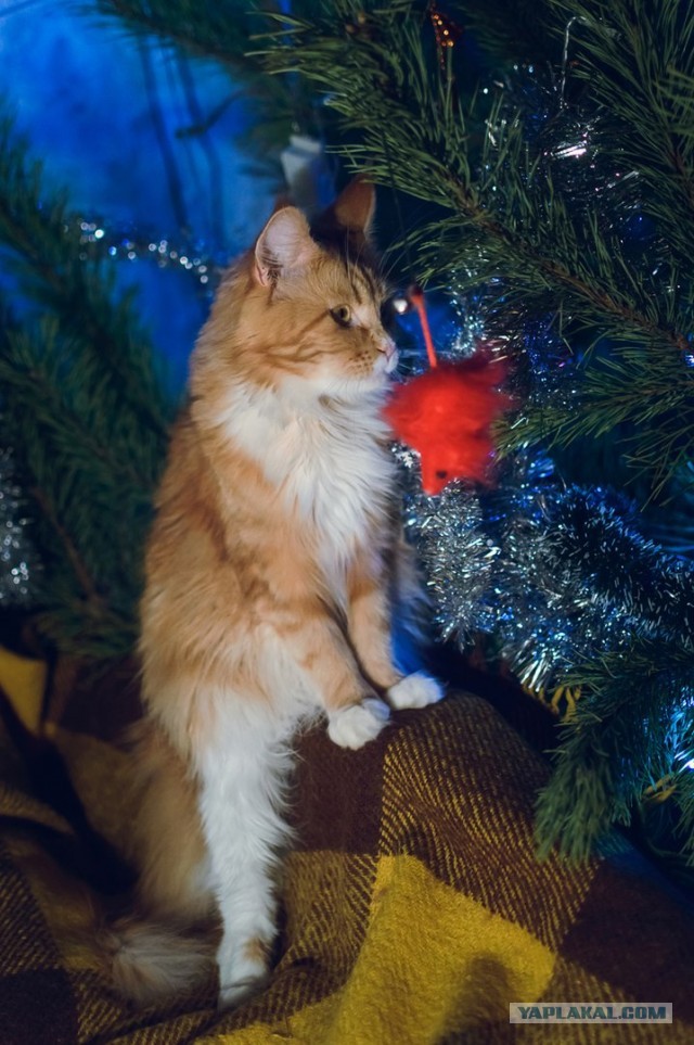 Котовторник *новогодний* 31/12/2019
