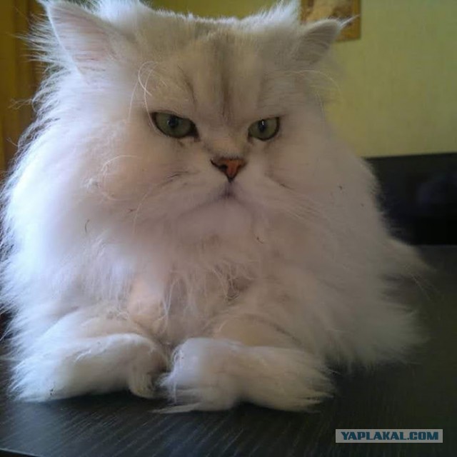Котовторник 28.01.2020