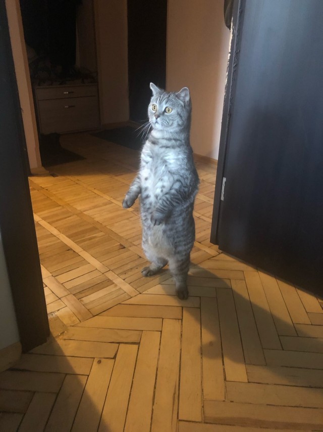 Коты из сети