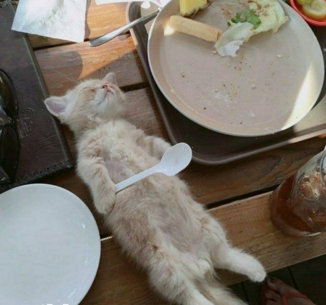 Эти забавные животные