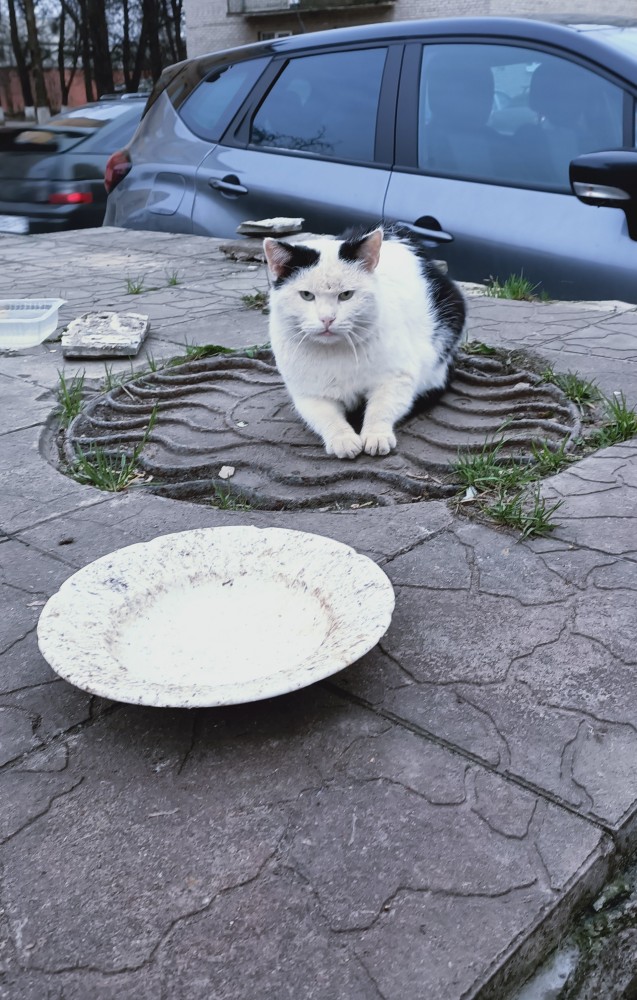 Котовторнику посвящается