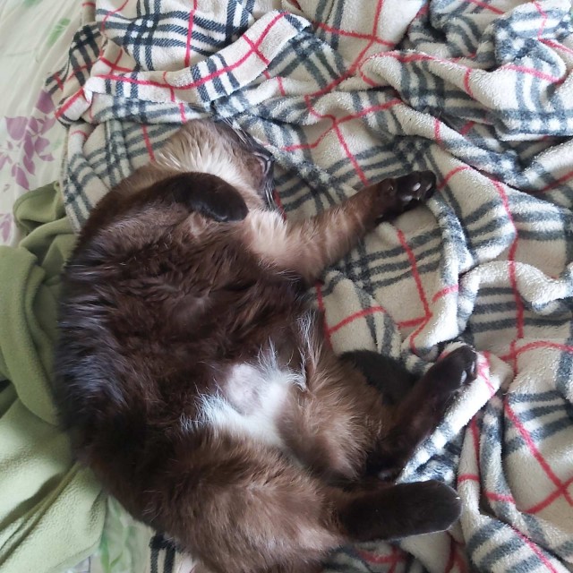 Как спят кошки