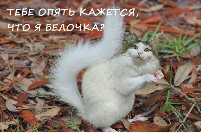 Картинки всякие 13.02.21