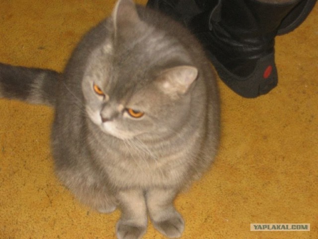 Впусти Меня